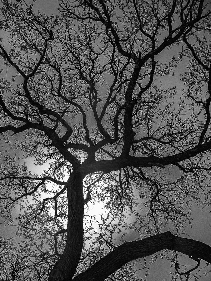 Quercus virginiana  Photograph by W Craig Photography