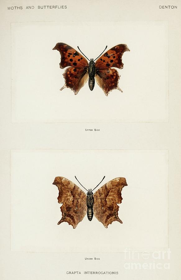 Question Mark Grapta Interrogationis From Moths And Butterflies Of The United States Painting