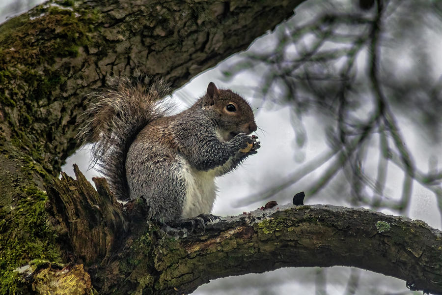Quick Snack Digital Art by LGP Imagery