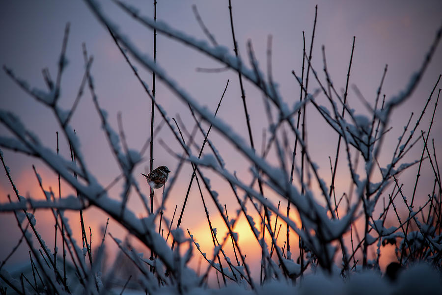 Quiet Elegance During A Wintery Sunrise Photograph