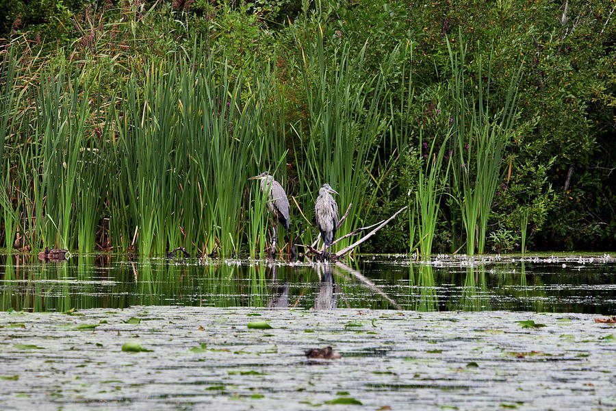 Quiet moment. Grey heron Photograph by Jouko Lehto