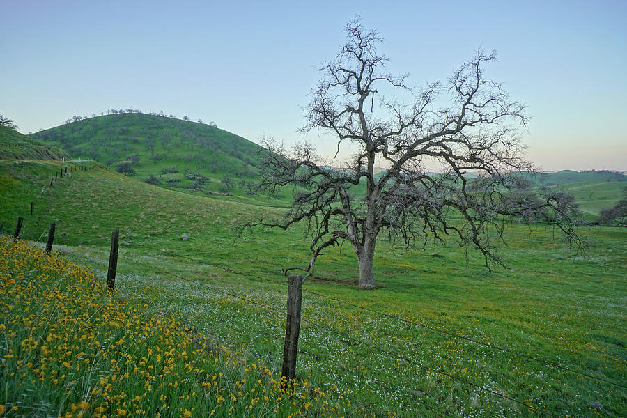 Quiet Morning Yokohl Valley  Photograph by Brett Harvey