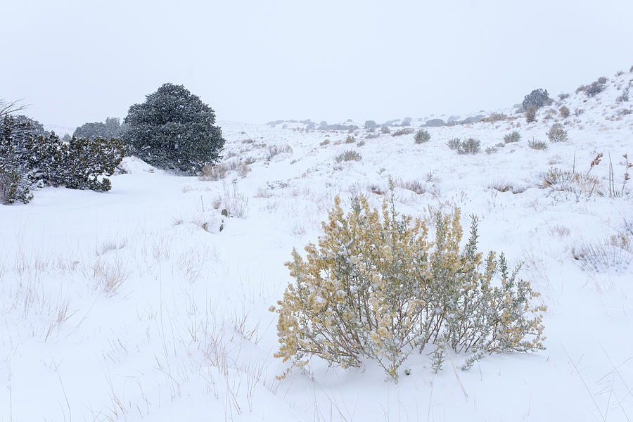 Quiet New Mexico Landscape Photograph by Mary Lee Dereske