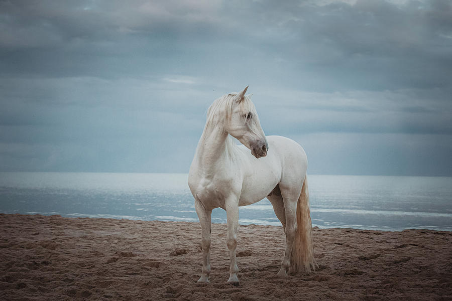 Quiet Storm - Horse Art Photograph by Lisa Saint