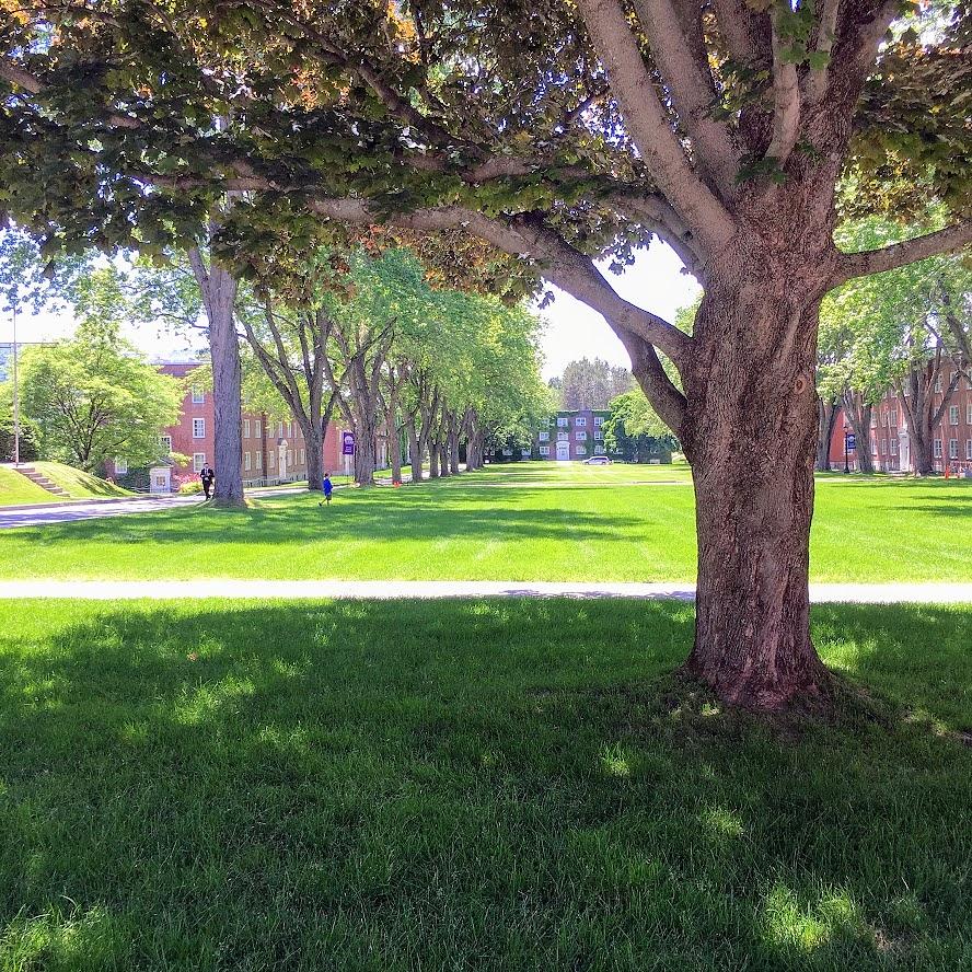 Quiet Tree in the Quad Photograph by Rachael Mead - Fine Art America