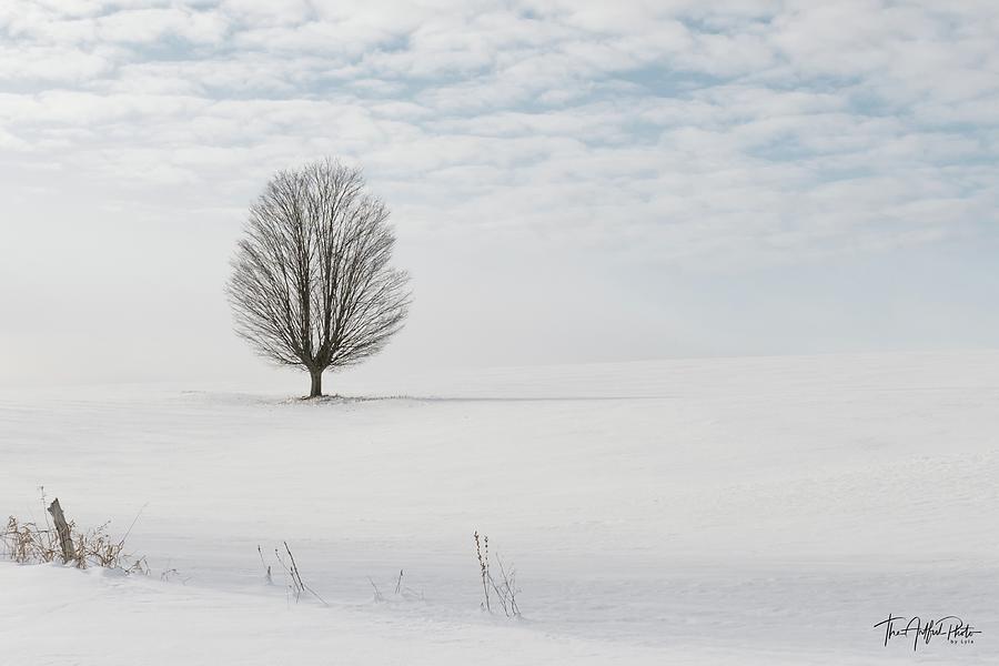 Quiet Winter Photograph by Lyla Reichart | Fine Art America