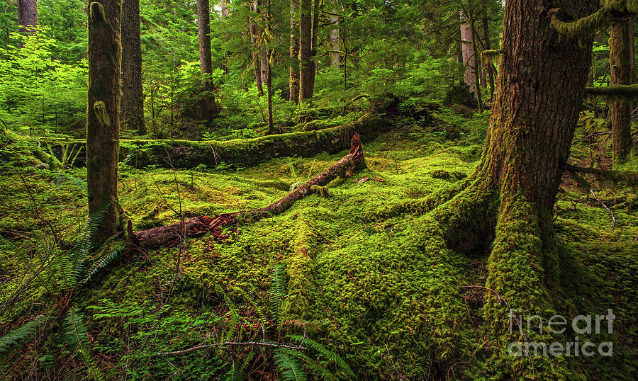 Rainier National Park Photograph - Quietly Alive by Mike Reid