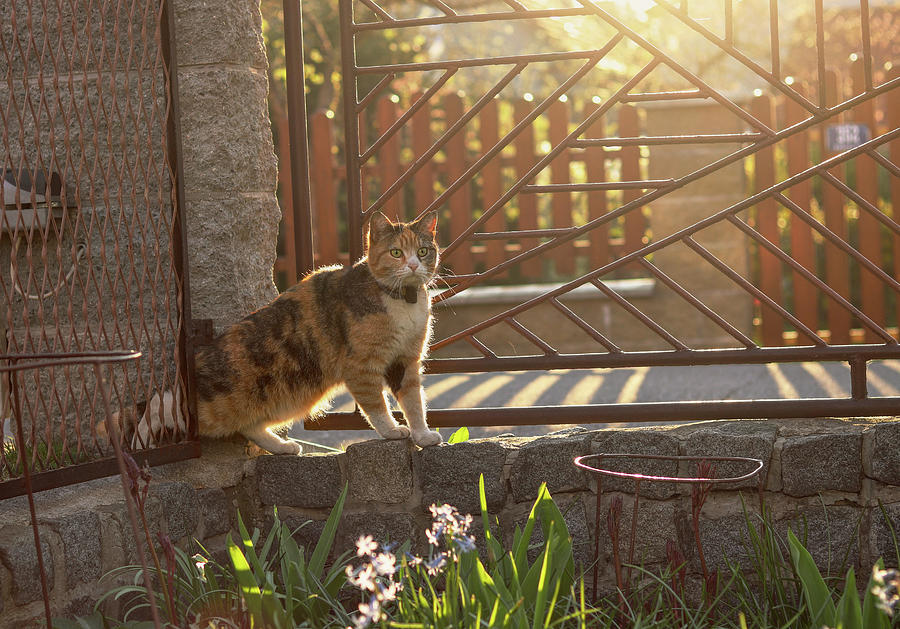 Quietly crawling domestic cat is trying get to into our garden through narroc space between fence and stone column. Wonderful felis catus on front legs at sunset Photograph by Vaclav Sonnek