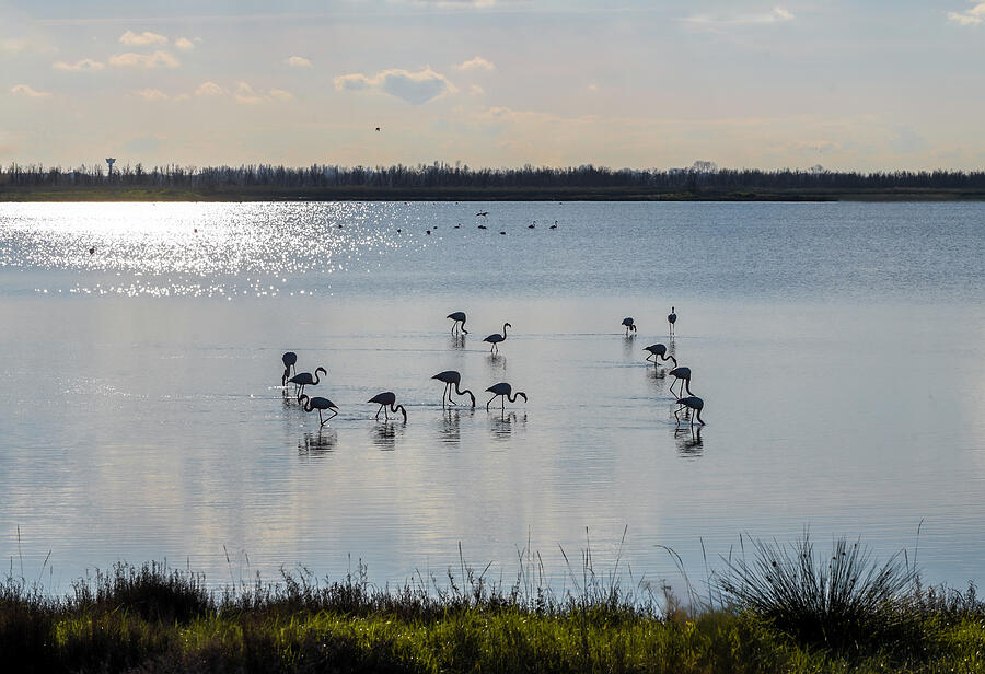 Bird Photograph - Quietness in the lagoon by Loredana Gallo Migliorini