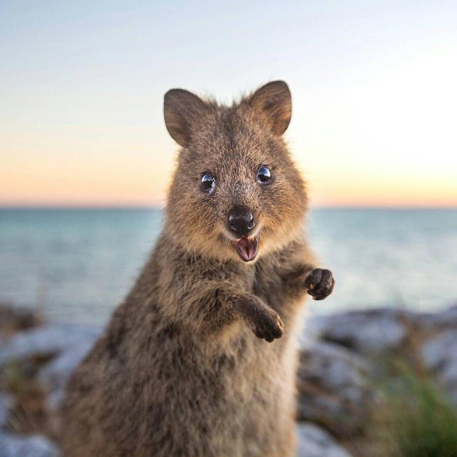 Quigley Quokka Photograph by Susan Maroney - Fine Art America