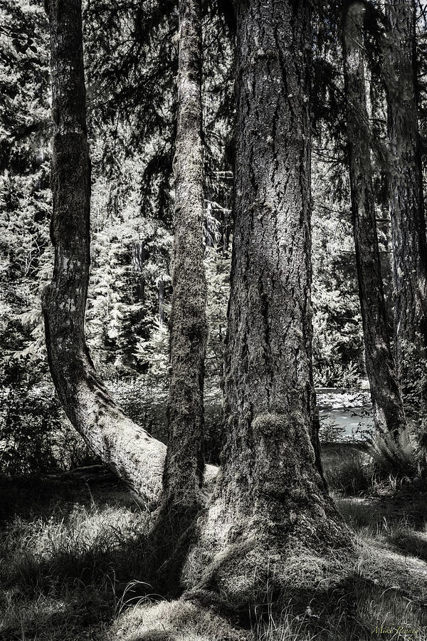 Quinault 52396 Photograph by Mike Penney Fine Art America