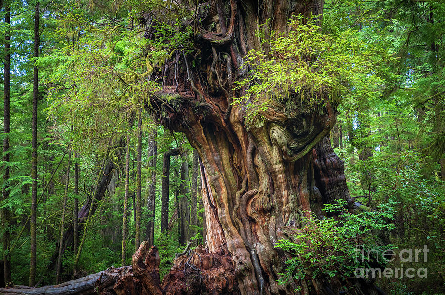 Quinault Big Cedar Photograph by Inge Johnsson