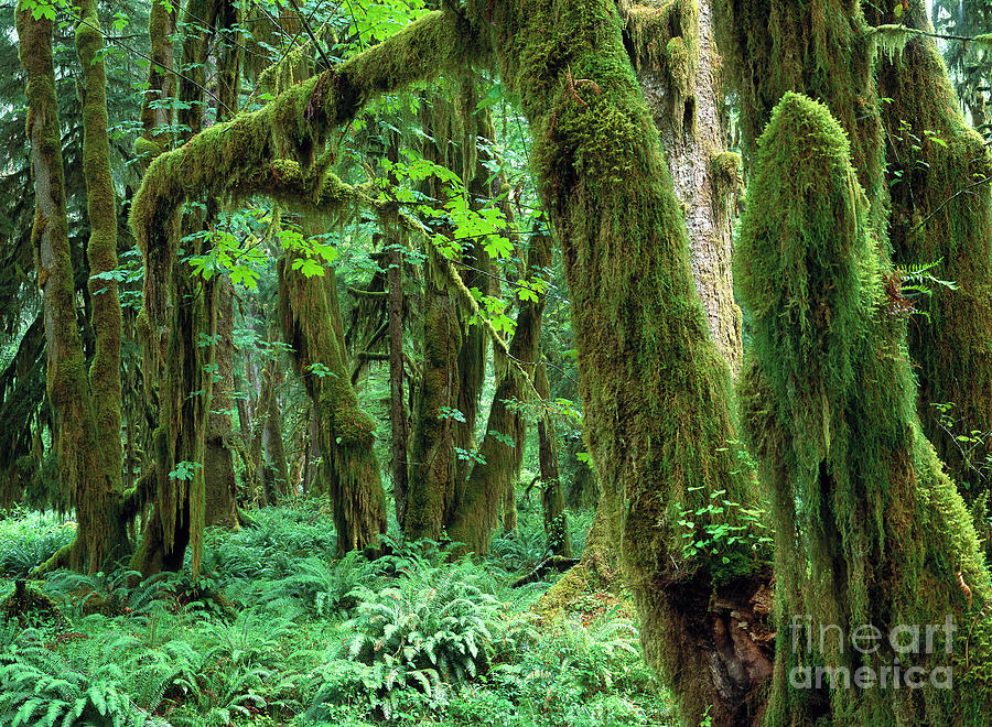 Quinault Rain Forest Photograph by Tim Fitzharris