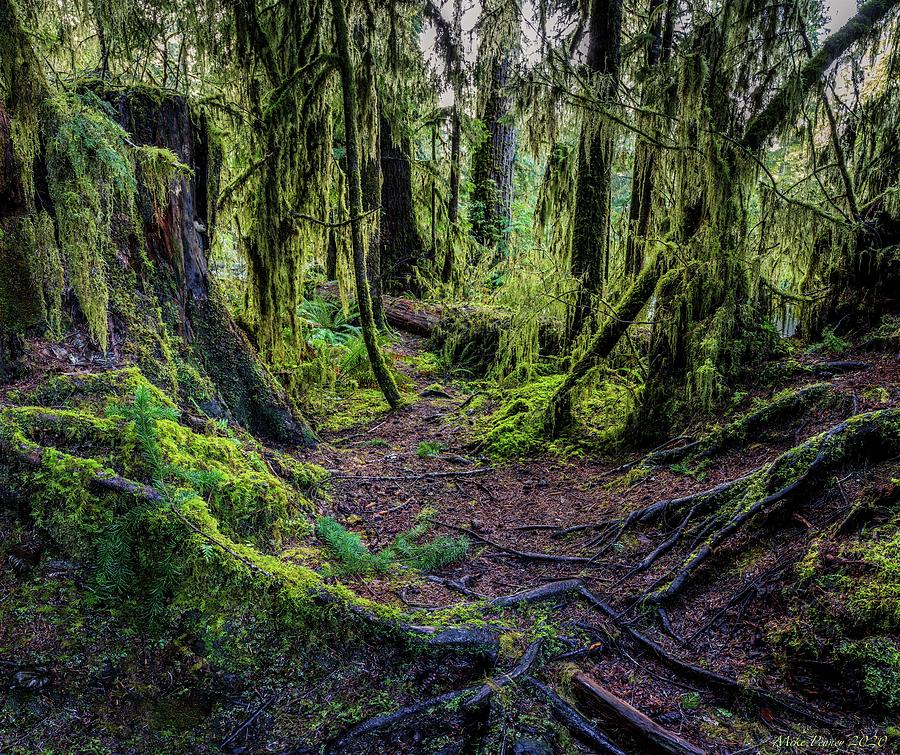 Quinault Rainforest 125 Photograph