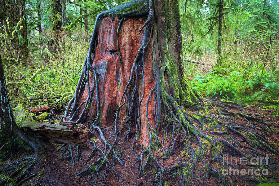 Quinault Tree Stump Photograph by Inge Johnsson