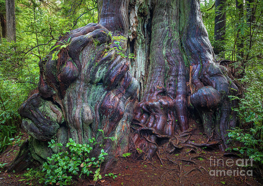 Quinault Tree Trunk  Photograph by Inge Johnsson