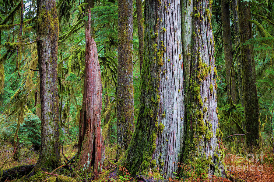 Quinault Tree Trunks Photograph by Inge Johnsson