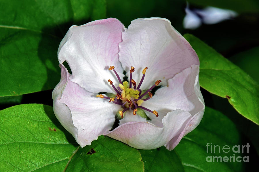 Quince blossom fully opened Photograph by Tibor Tivadar Kui