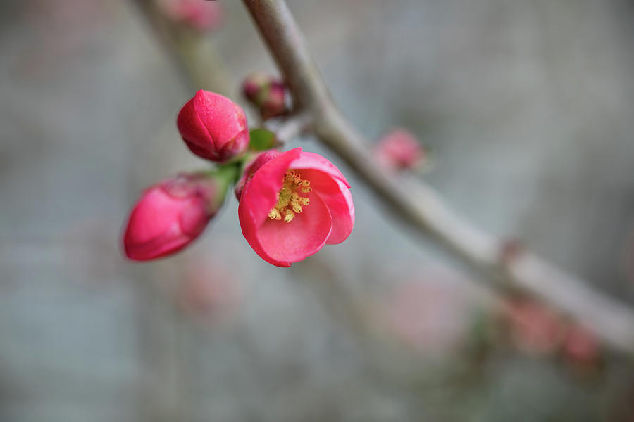 Quince Blossom Photograph by Rachel Morrison