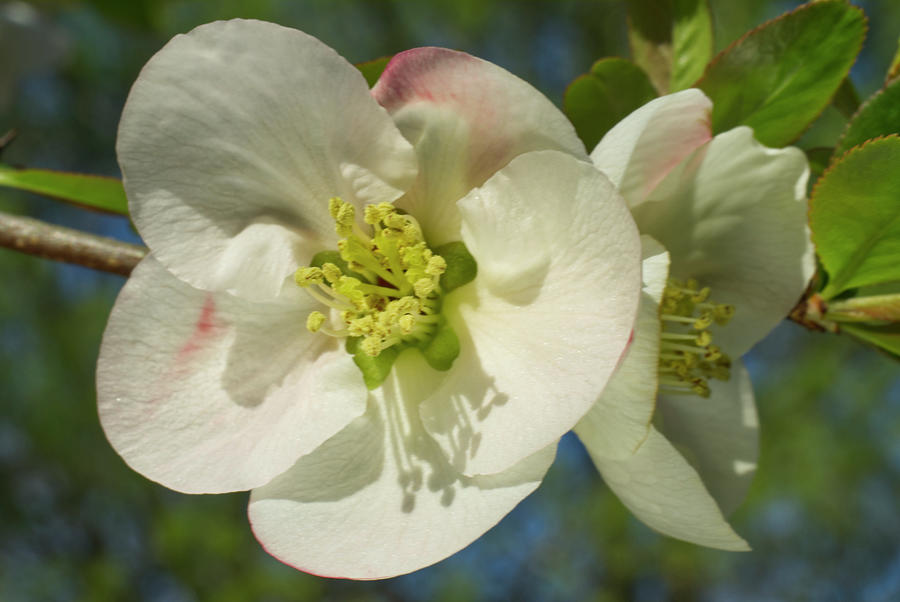 Quince Blossome With Soft White and Pink Photograph by Iris Richardson