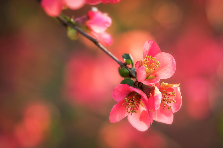 Quince Blossoms Photograph by Scott Bean