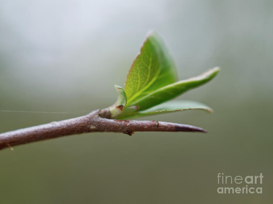 Quince Bush Thorn Photograph by Iris Richardson