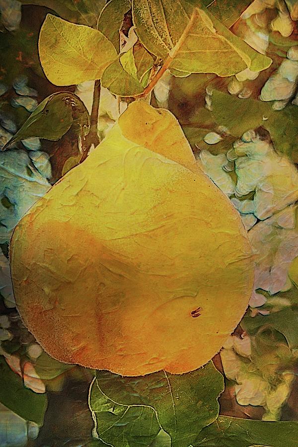 Quince Cydonia oblonga Photograph by Mary Lee Dereske