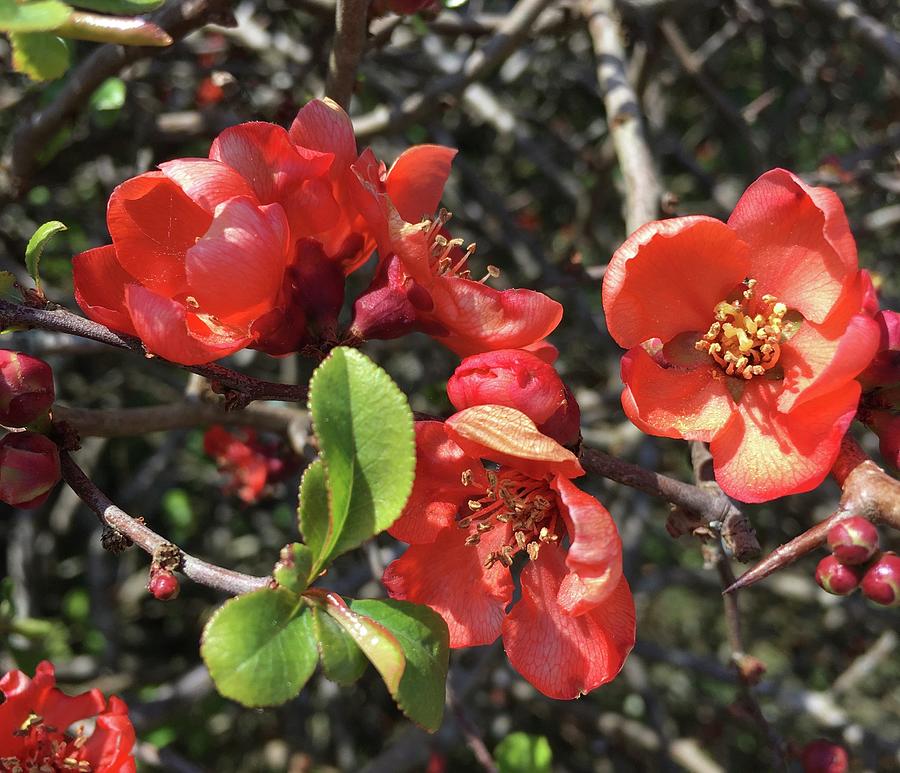 Quince flowers Photograph by Barbara Magor