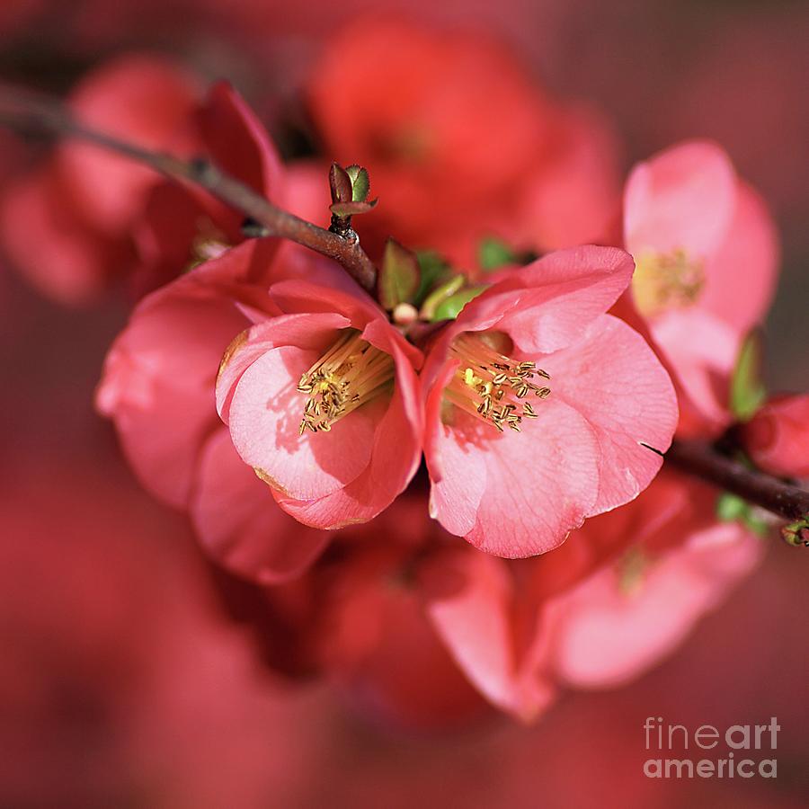 Nature Photograph - Quince-flowers-dream by Joy Watson