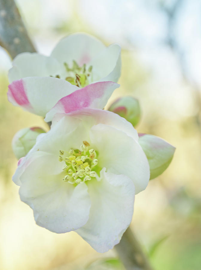 Quince Flowers March Bloom In Pink And White Photograph