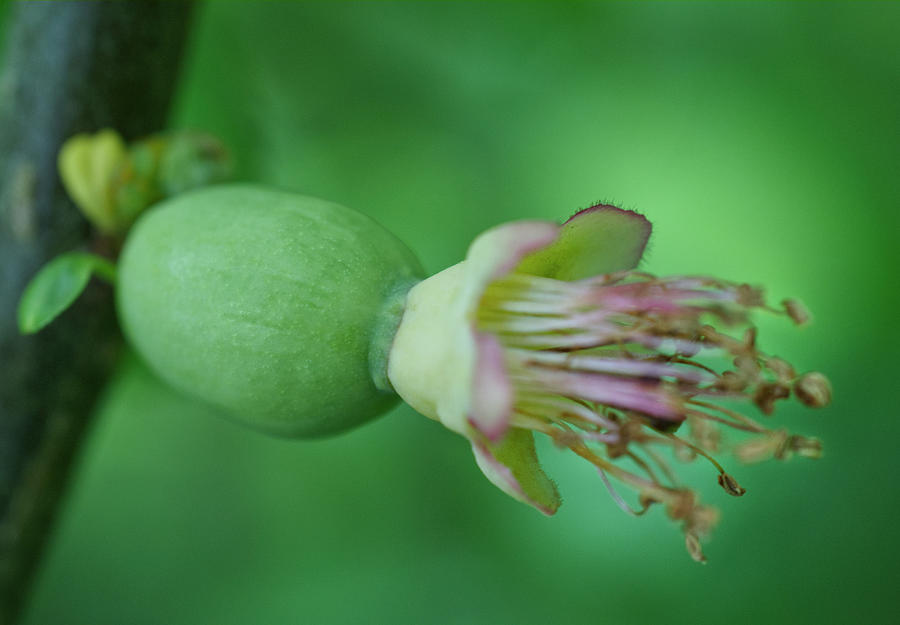 Quince Fruit With Blossom Photograph