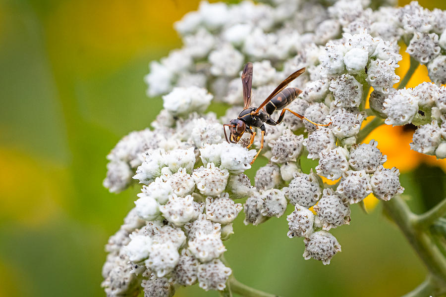 Quinine-loving Wasp Photograph by Linda Bonaccorsi