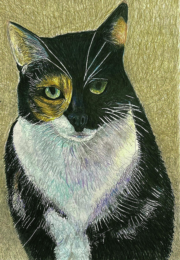 Quinn the cat Drawing by Tim Ernst
