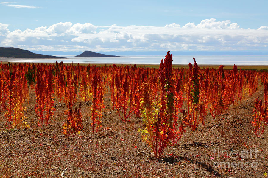 Quinoa Field of Shore of Salar de Uyuni Bolivia Photograph by James Brunker