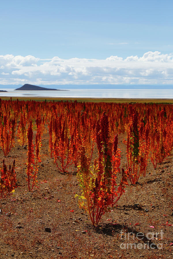 jeune plant de quinoa