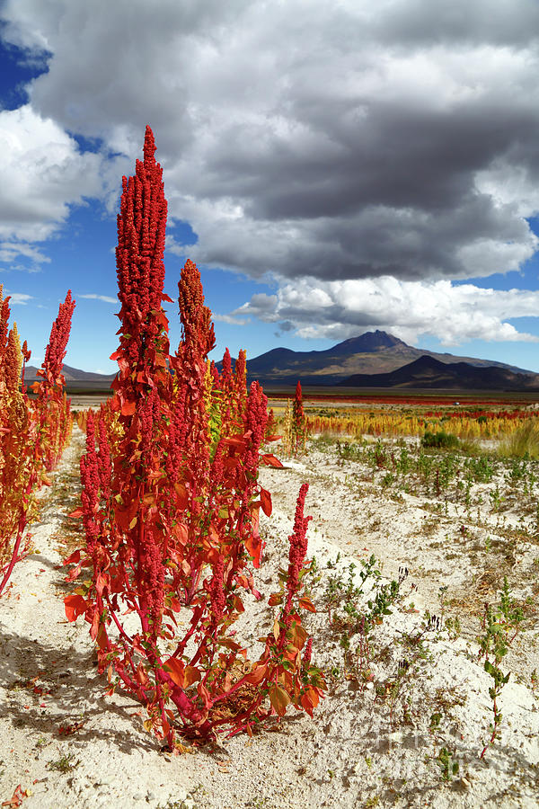 Quinoa Ready For Harvesting and Thunpa Volcano Bolivia Photograph by James Brunker