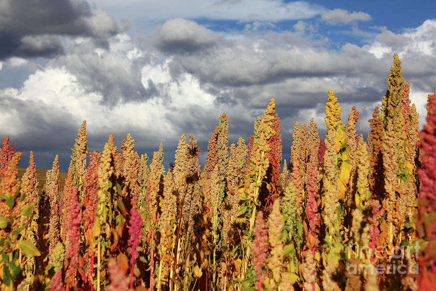 Quinoa The Andean Health Food Photograph by James Brunker