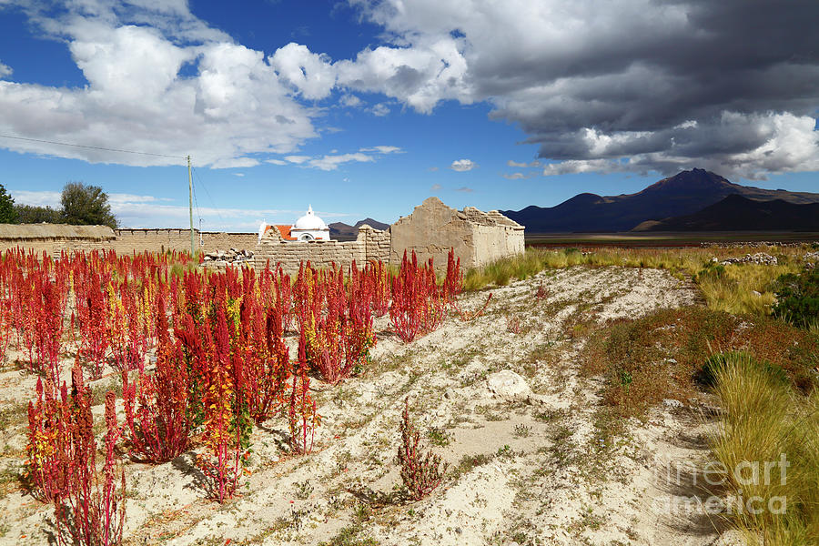 Quinoa the Economic Hope of the Altiplano Bolivia Photograph by James Brunker
