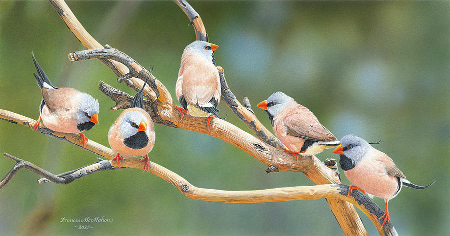 Bird Painting - Quintet - Long-tailed Finches by Frances McMahon Watercolour Bird Artist