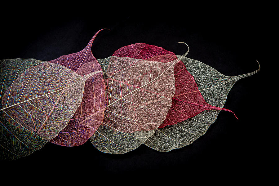 Quintet of Leaves Photograph by Maggie Terlecki