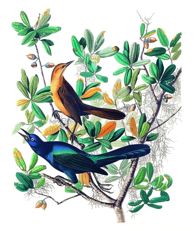John James Audubon Drawing - Quiscalus major by John James Audubon by Mango Art