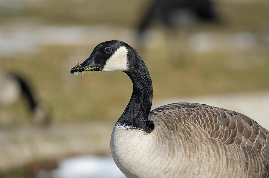 Quite a mouthful - Canada Goose - branta canadensis Photograph by Spencer Bush