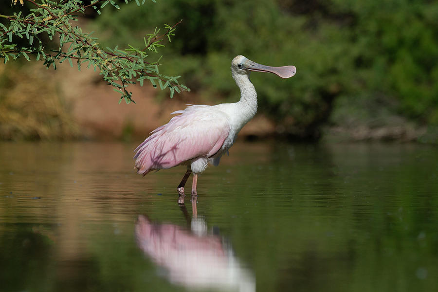 Quite the Coy Spoonbill  Photograph by Ruth Jolly