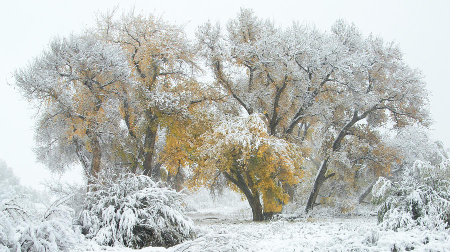 Quite Winter Beauty by Flying Z Photography by Zayne Diamond Quite Winter Beauty by Flying Z Photography by Zayne Diamond