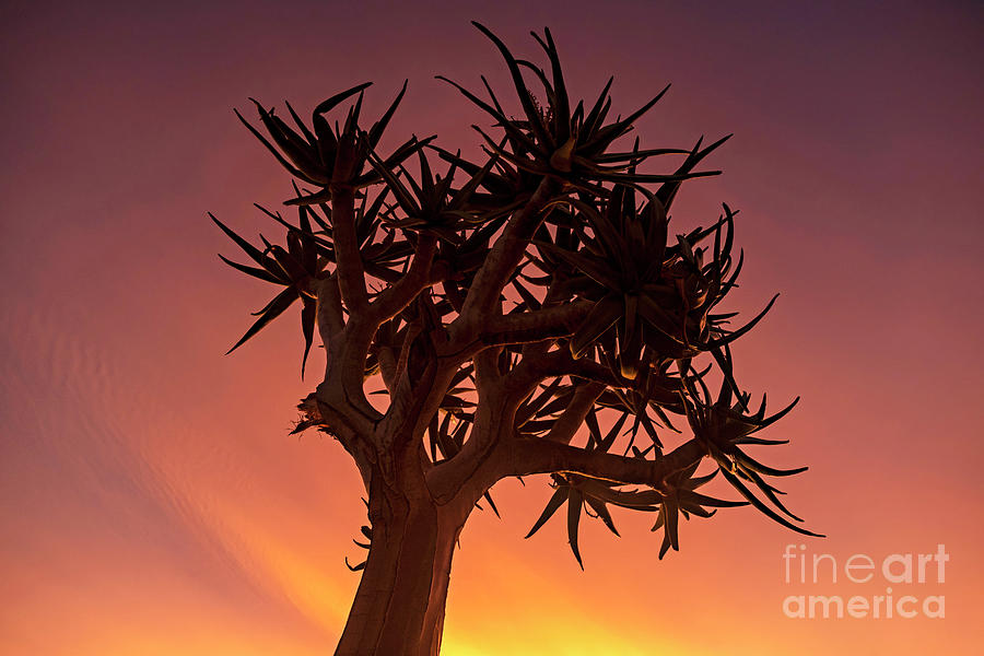 Quiver Tree at Sunset Photograph by Arterra Picture Library