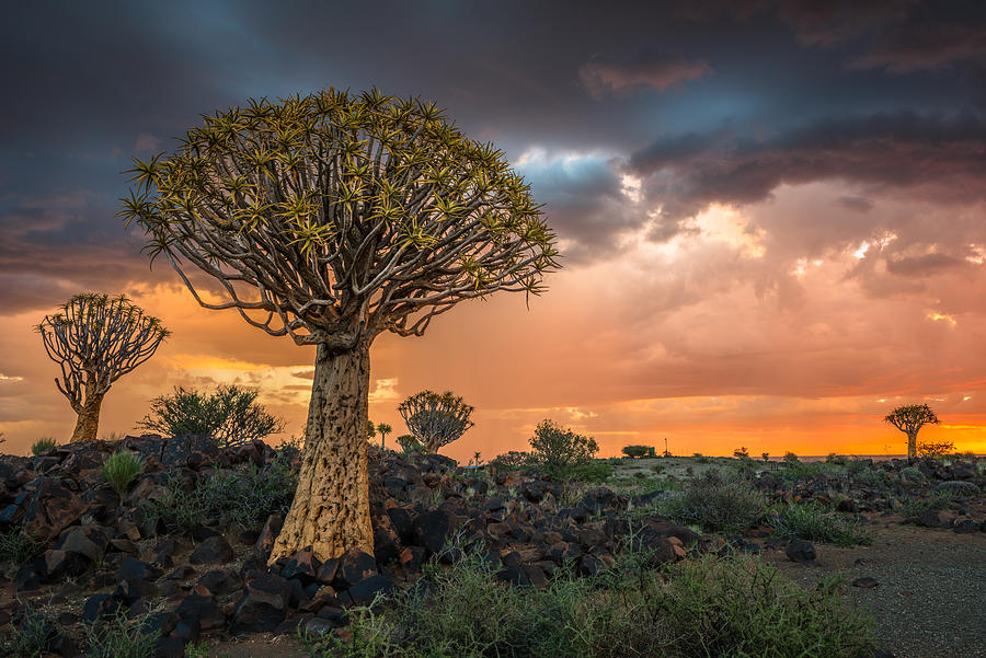 Quiver Tree Photograph by Peter Boehringer