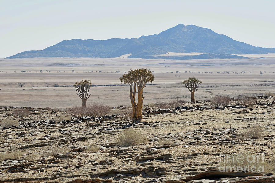  Quiver Trees, That Are Indigenous To Parts Of Southern Africa, Are Seen  In This  Area of Namibia. Photograph by Tom Wurl