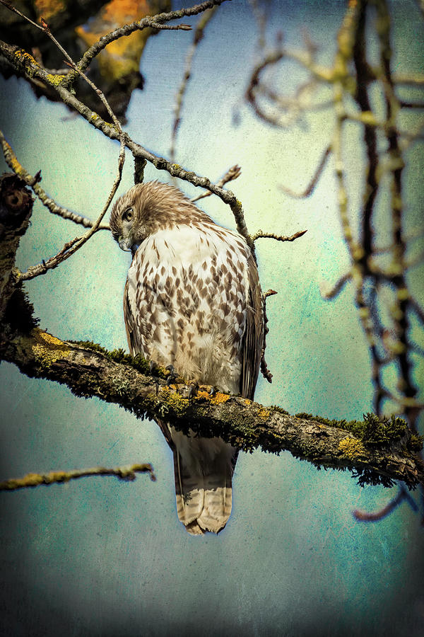 Quizzical Red-tailed Hawk Photograph