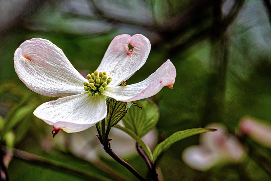 Quogue Dogwood Flower Photograph by Donald Lanham Fine Art America