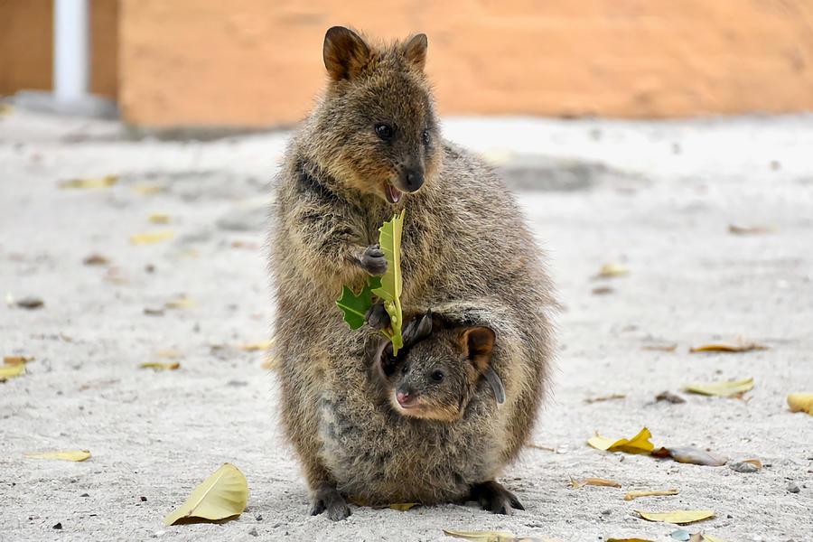 Quokka with Joey Poster green Painting by Wilkinson Hughes | Fine Art ...